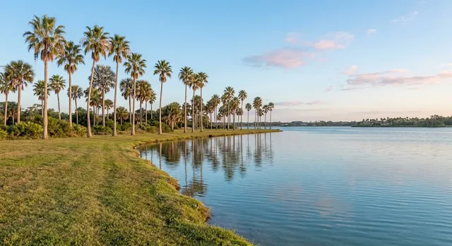 Tall palm trees along calm water and a grassy bank under a clear sky